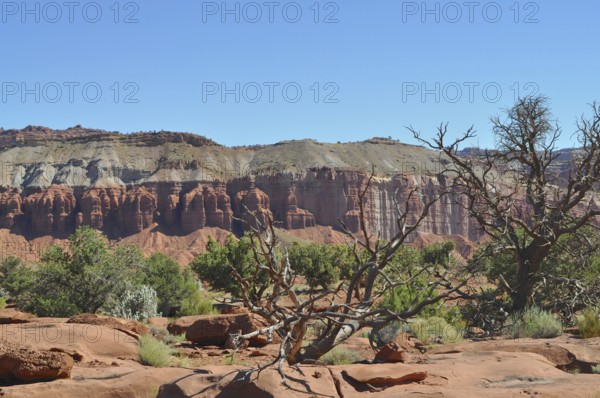 Red rock formation with sparse vegetation in a desert canyon, Capitol Reef National Park, Utha, USA