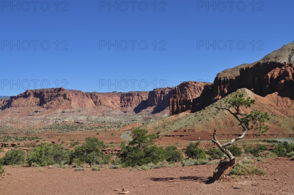 A lonely tree against red rocks and blue sky in a dry desert landscape, Capitol Reef National Park, Utha, USA