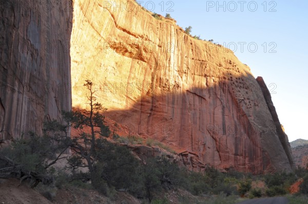 Majestic rock wall illuminated by sunlight, trees in foreground, warm atmosphere, Capitol Reef National Park, Utha, USA