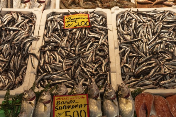 Fresh Turkish Hamsi on display in a Istanbul fish market, Hamsi is a type of anchovy caught in the Black Sea and a popular dish in Turkish cuisine