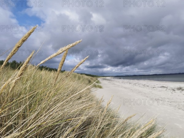 Close-up of grass on the coast under a cloudy sky, Rügen, Baltic Sea