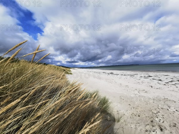 Wild grass on the beach, dramatic sky over the coast, Rügen, Baltic Sea
