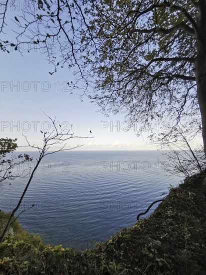 View of calm sea with blue sky, tree-lined, Jasmund National Park, Rügen, Baltic Sea
