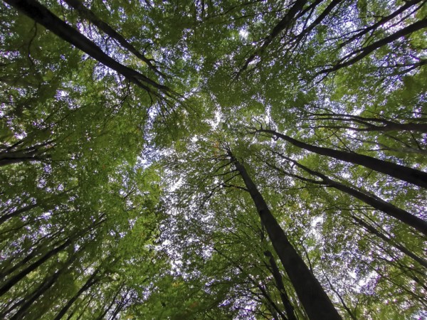 Looking up into a dense green forest with a calming atmosphere, Jasmund National Park, Rügen, Baltic Sea