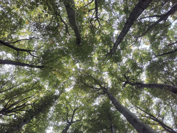View from below of green treetops intertwined over a quiet forest, Jasmund National Park, Rügen, Baltic Sea