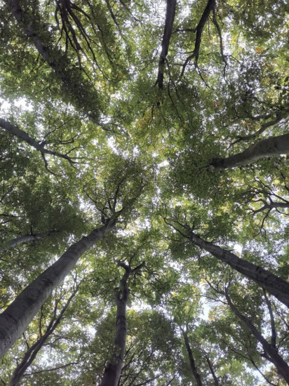Looking up into the green treetops of a forest, Jasmund National Park, Rügen, Baltic Sea