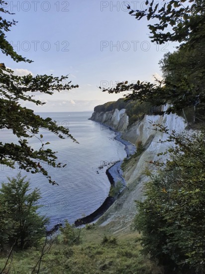 View through trees of a steep coast with chalk cliffs and views of the gentle sea, Jasmund National Park, Rügen, Baltic Sea