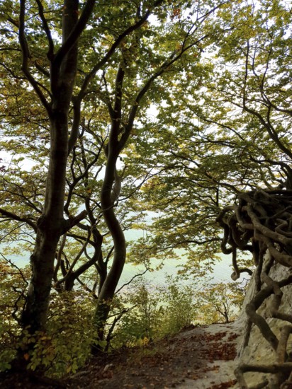 Trees on the edge of the forest with complex roots, light shade, Jasmund National Park, Rügen, Baltic Sea