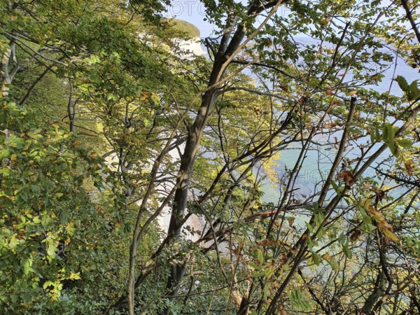 View of the coast through canopy, sea visible, cliffs visible, Jasmund National Park, Rügen, Baltic Sea
