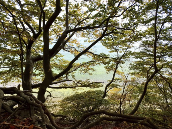 Dense network of trees with translucent light, autumn atmosphere, sea visible in the background, Jasmund National Park, Rügen, Baltic Sea