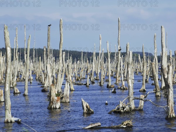 Dead tree stumps with 2 Comorants (Phalacrocoracidae) sticking out of a lake under a blue sky, Polish Baltic Sea