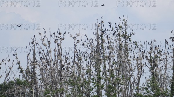 Many cormorants (Phalacrocoracidae) sitting on bare tree branches under a bright sky, Bad Saarow