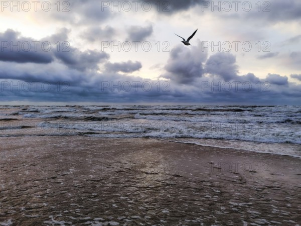 A lone seagull (larinae) flies over the stormy ocean under dramatic clouds at sunset, Vistula Spit, Baltic Sea, Poland