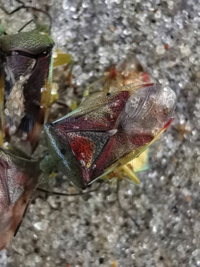 Colourful shield bugs (elasmostethus interstinctus) in close-up on a stony ground with detailed patterns and textures, Vistula Spit, Baltic Sea, Poland