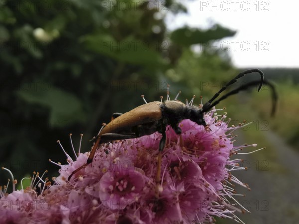 A red-necked buck (stictoleptura rubra) with long antennae sitting on a pink flower (spiraea japonica), Franconian Forest nature park Park