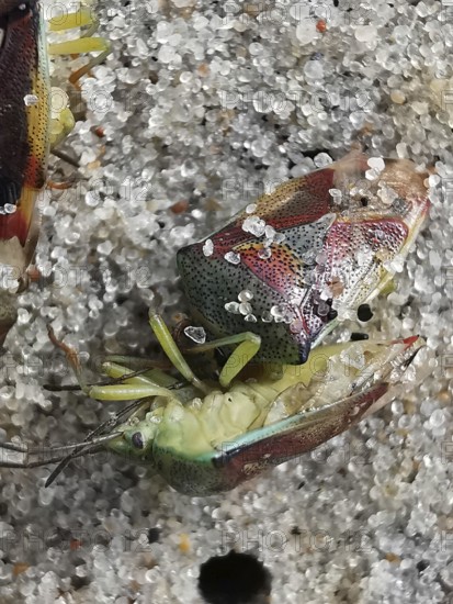 Two colourful shield bugs (elasmostethus interstinctus) in close-up on a stony ground with detailed patterns and textures, Vistula Spit, Baltic Sea, Poland