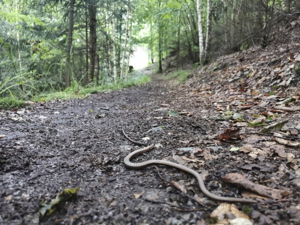 A slow worm (anguis fragilis) winds its way along a wooded path, Franconian Forest nature park Park