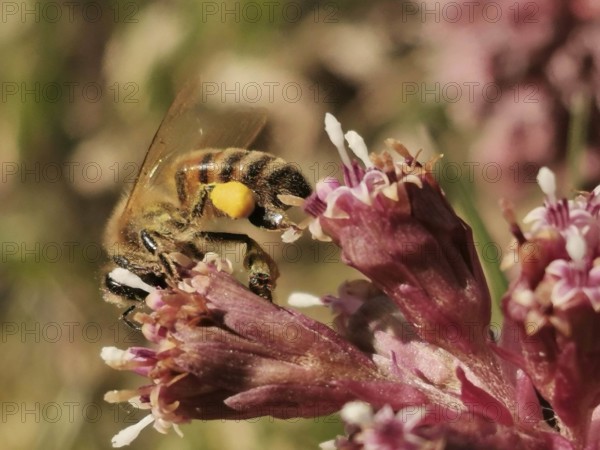 Close-up of a bee (apis) sitting on a blooming flower, Franconian Forest nature park Park