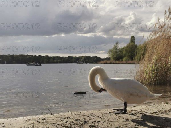 Swan (cygnus) on the shore of a lake under a cloudy sky, Tegeler See, Berlin