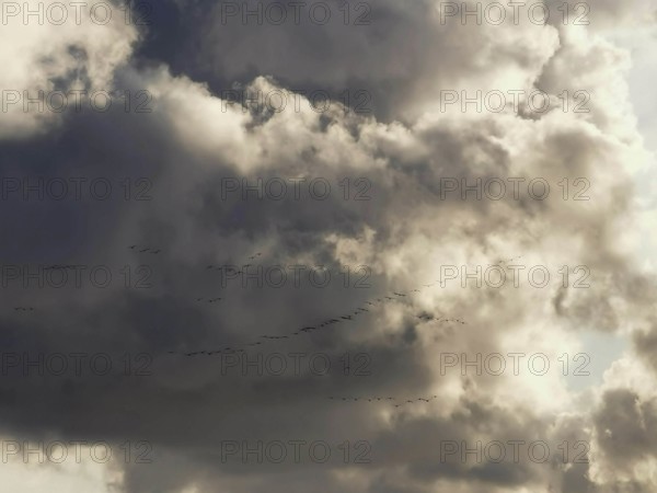 Dramatic sky with clouds and flying birds (aves), migratory birds against the light, Baltic Sea