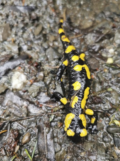 Fire salamander (salamandra salamandra) on wet, leaf-covered forest floor, Franconian Forest nature park Park