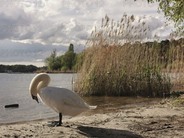 Swan (cygnus) standing on the sandy shore of a lake under a cloudy sky, Tegeler See, Berlin