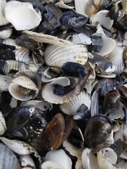 Close-up of various mussel shells (bivalvia) on the beach, Baltic Sea