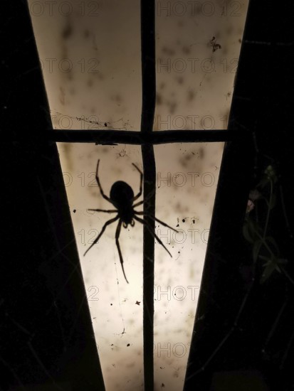 Silhouette of a spider (araneae) in front of an illuminated surface in the dark, Franconian Forest nature park Park