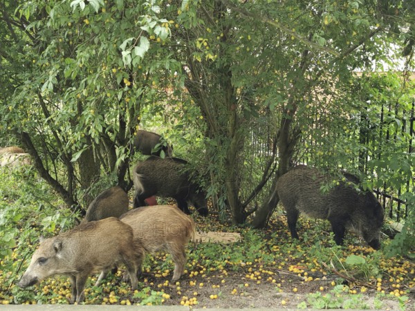 A herd of wild boar (sus scrofa) forages for food under dense trees and discovered ground, fresh grassland, Poland