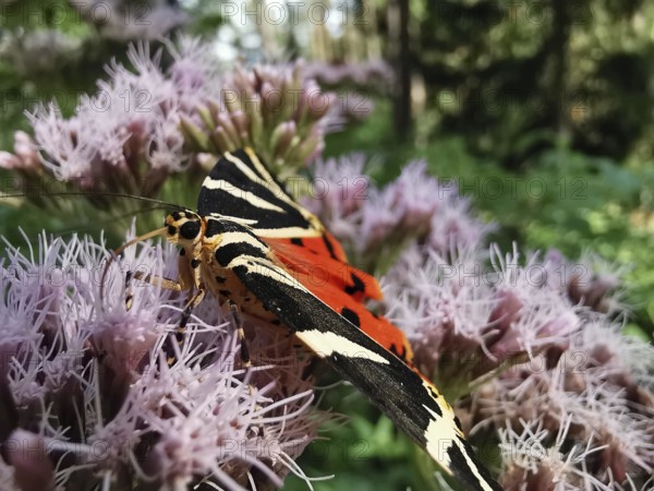 A Jersey tiger (euplagia quadripunctaria) in close-up on a flowering plant in the forest, Thuringian Forest nature park Park