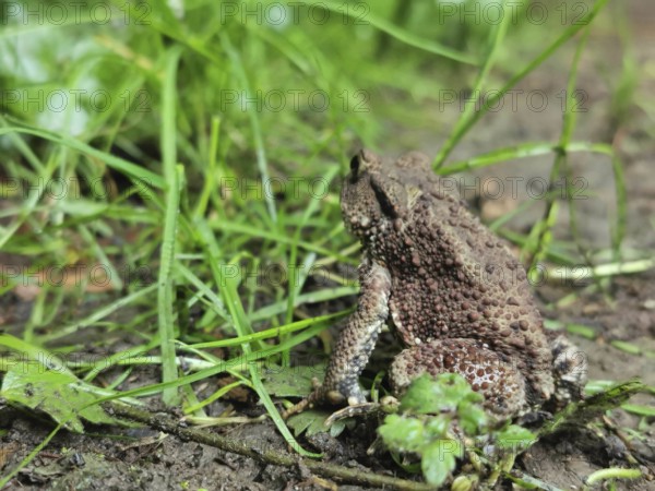 A brown common toad (bufo bufo) sits on the ground surrounded by grass in the forest, Franconian Forest nature park Park