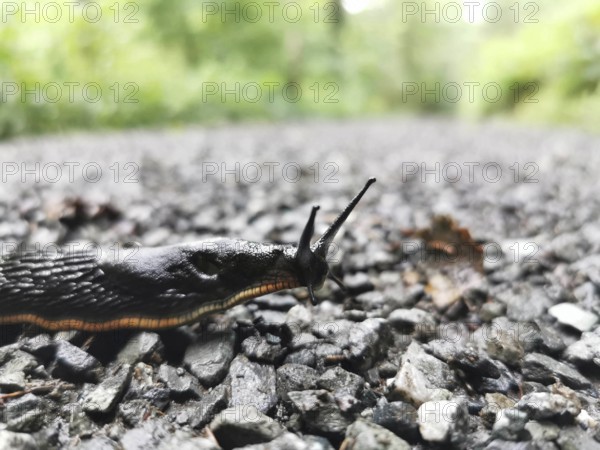 Close-up of a Black slug (Arion ater) crawling over an asphalt road, Franconian Forest nature park Park
