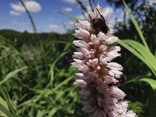 Pink flowers of the meadow knotweed (bistorta officinalis) with a beetle on it, surrounded by green foliage under a blue sky, Franconian Forest nature park Park