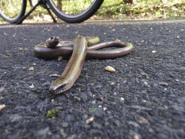 A slow worm (anguis fragilis) lies on the tarmac road near a bicycle, unesco biosphere reserve, Spreewald, Brandenburg