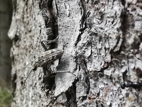 A well-camouflaged shotbuck (Rhagium inquisitor) moves over the rough structure of a tree bark in close-up, Thuringian Forest nature park Park