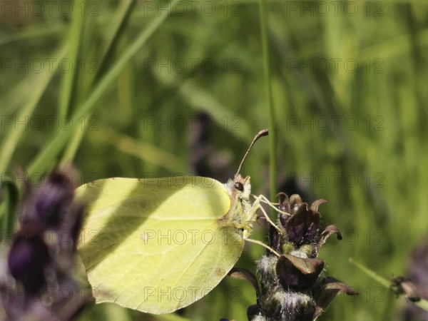Close-up of a lemon butterfly (Gonepteryx rhamni) on a flower in green grass, Rennsteig, Thuringian Forest nature park Park