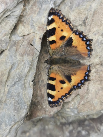 Close-up of a Small tortoiseshell (aglais urticae) sitting on a rock with its wings spread, Franconian Forest nature park Park