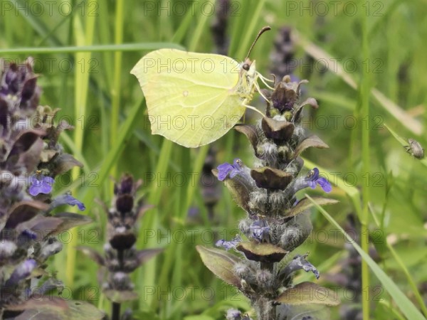 A lemon butterfly (Gonepteryx rhamni) resting on a flowering plant with purple flowers amidst grass, Rennsteig, Thuringian Forest nature park Park