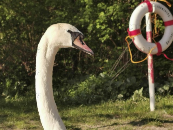 A swan (Cygnus) in profile with a lifebuoy in the background, surrounded by nature in the sunlight, Tegeler See, Berlin