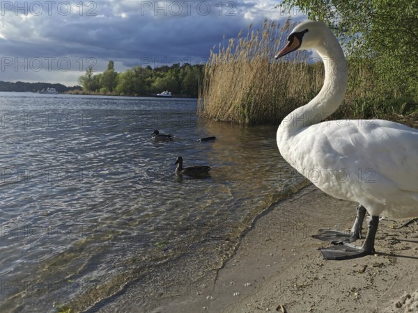 A swan (Cygnus) stands on the shore of a lake next to ducks (anates) and reeds under a cloudy sky, Tegeler See, berlin