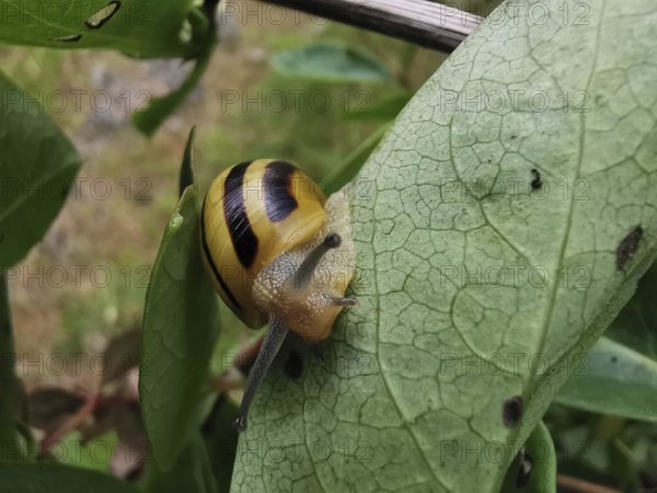 A close-up of a yellow and black striped Hain banded snail (cepaea nemoralis) moving on a green leaf in nature, Franconian Forest nature park Park