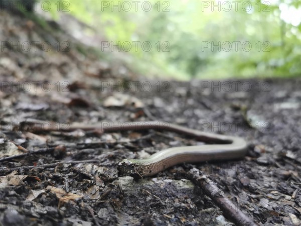 A slow worm (anguis fragilis) lies stretched out on a forest path, Franconian Forest nature park Park