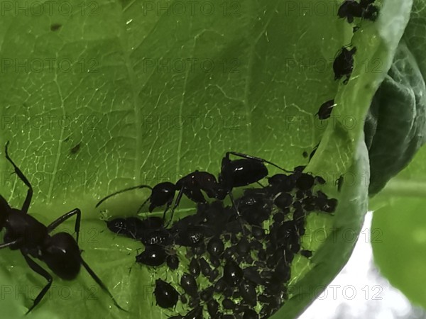 Close-up of ants (formicidae) and black aphids (aphidoidea) crawling on a green leaf, Franconian Forest nature park Park