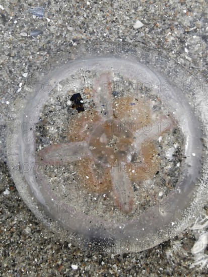 Jellyfish (medusae) with visible entrails on the beach on sand, surrounded by small shells and water, Baltic Sea
