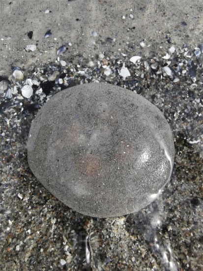 A stranded jellyfish (medusae) on wet sand on the beach surrounded by small shells, Baltic Sea