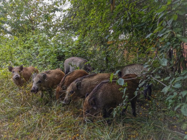 A group of wild boar (sus scrofa) forages for food in the dense grass of a wooded area, fresh spit, Baltic Sea, Poland