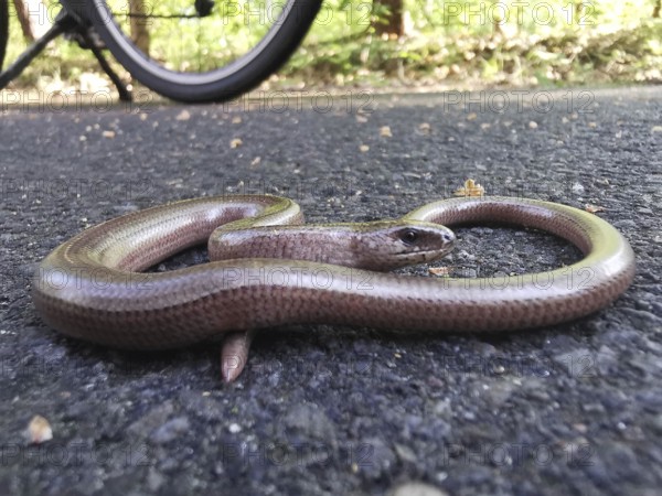 Close-up of a slow worm (anguis fragilis), coiled up like a snake on the asphalt of a road, unesco biosphere reserve, Spreewald, Brandenburg