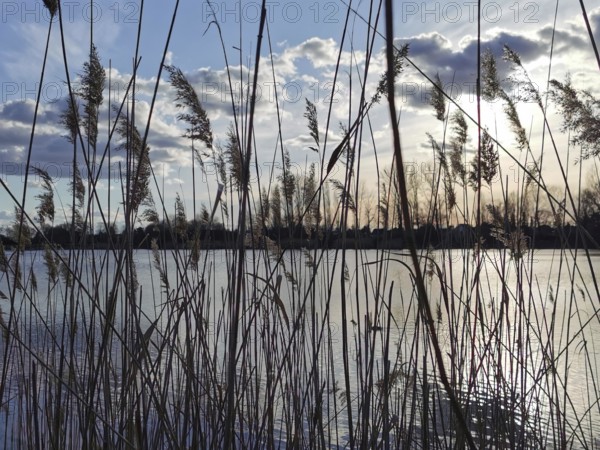 Grasses on the lakeshore, sunset and clouds in the sky create a peaceful atmosphere, Berlin