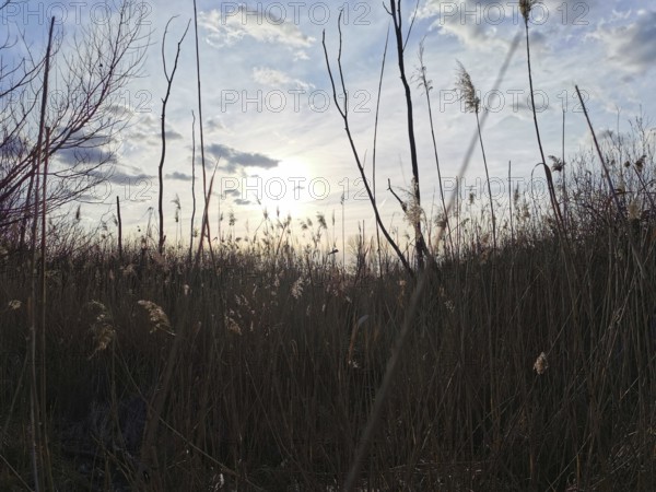 Sunset through tall grasses, sky with clouds in the background, Berlin