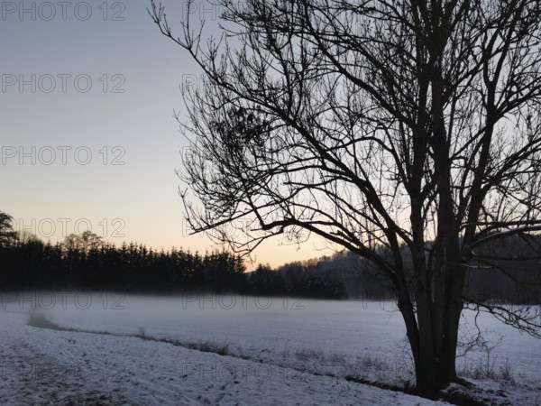 Winter landscape with snow-covered field, tree in the foreground and fog at sunset, hiking in the Franconian Forest nature park Park